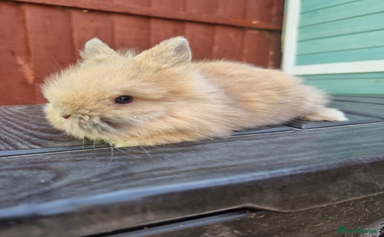 Lionhead rabbits - Advert 4