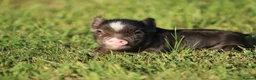 Pig livestock for sale: Miniature American/Swedish pigs  - Advert 6