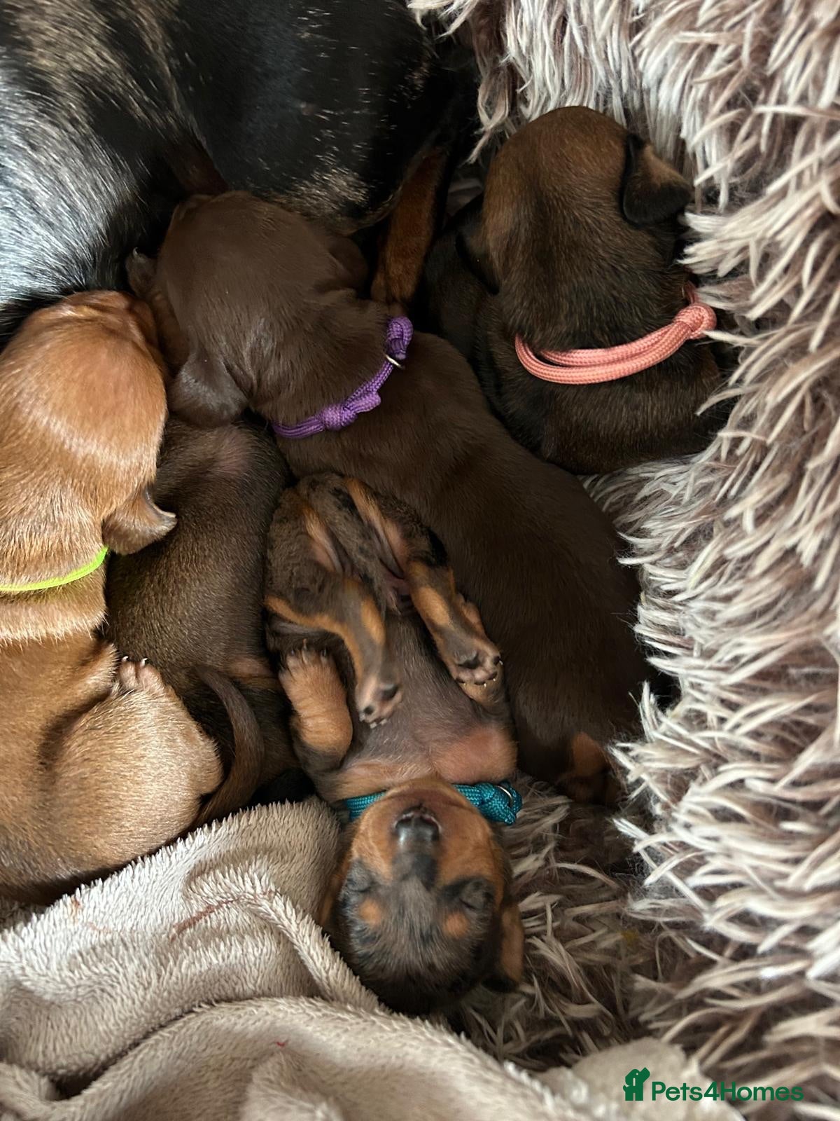 Miniature Dachshund dogs Mini dachshund puppies  - Advert 1