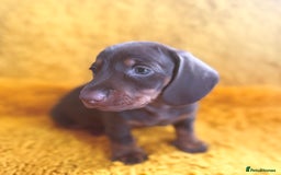 Dachshund dogs for sale: dachshund puppies  - Image 21