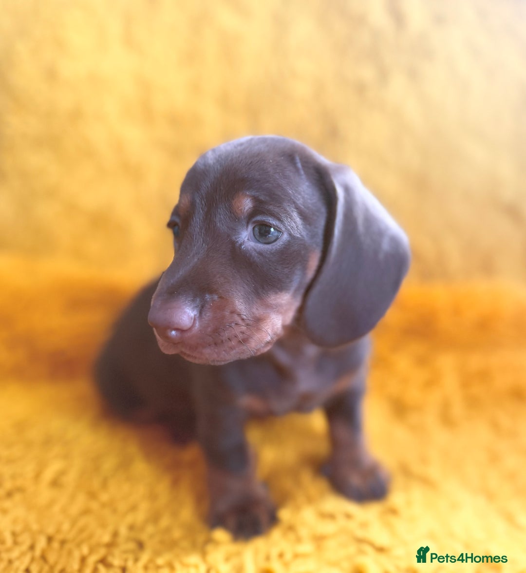 Dachshund dogs for sale: dachshund puppies  - Image 21