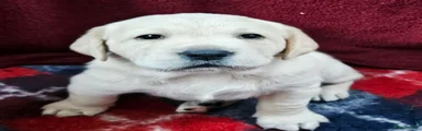 Labrador Retriever 2