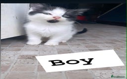 Domestic Shorthair cats for sale: 🐾✨ Adorable Litter of Kittens ✨🐾 - Image 2