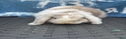 Mini Lop rabbits for sale: Ready to leave 8 week old baby mini lops in Frome - Advert 4