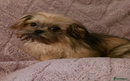 Mixed Breed dogs for sale: TINY IMPERIAL SHITZU X POMERANIAN  - Image 3