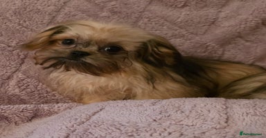 Mixed Breed dogs - Advert 4