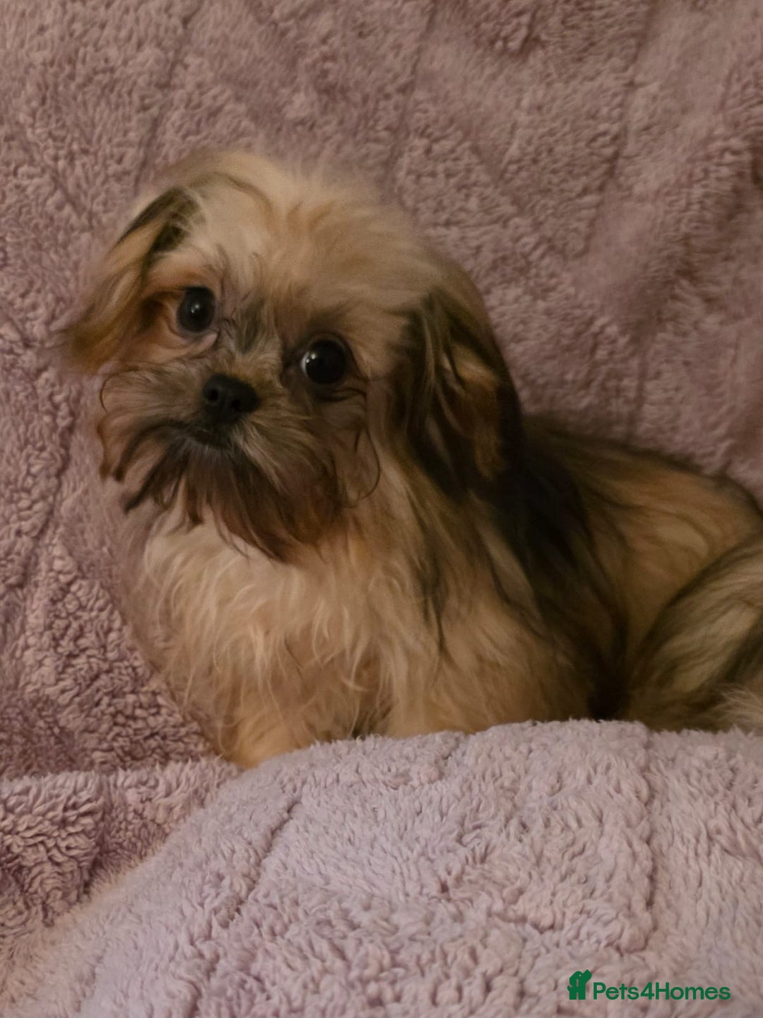 Mixed Breed dogs for sale: TINY IMPERIAL SHITZU X POMERANIAN  - Image 3