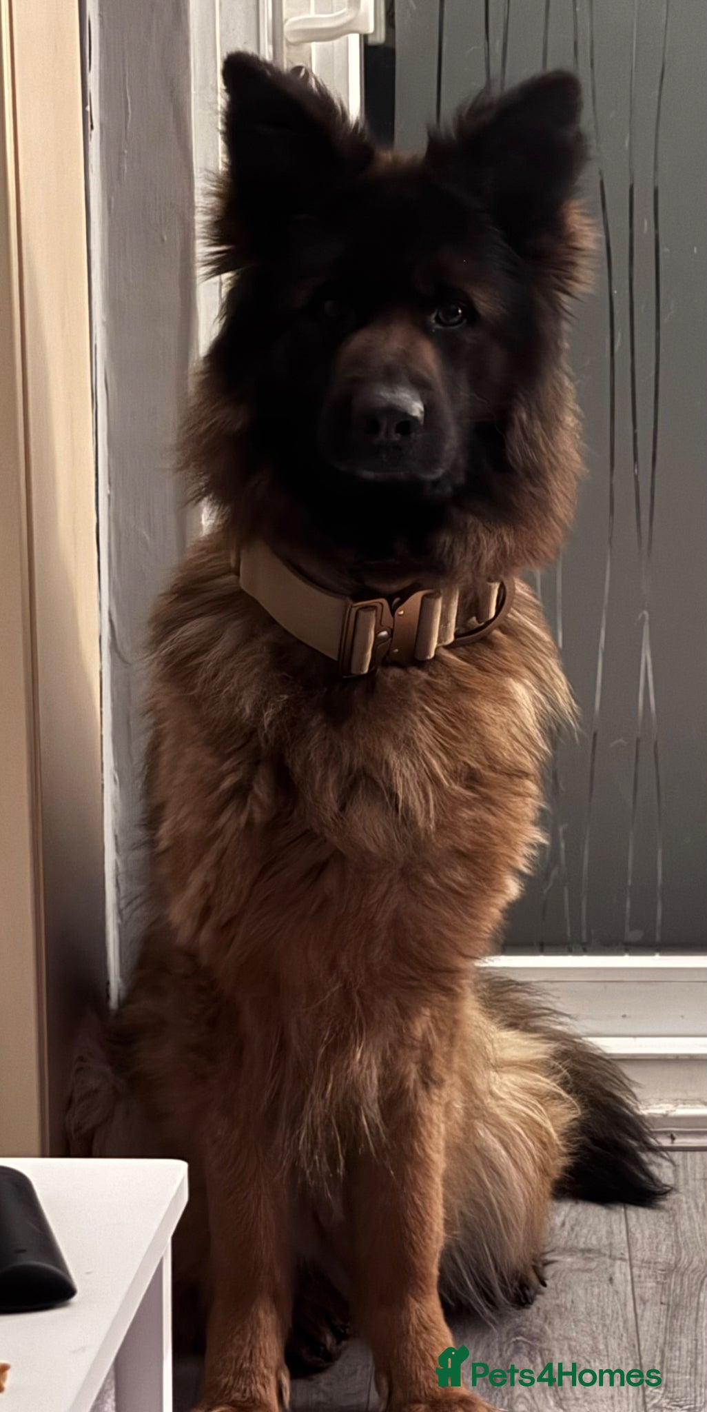German Shepherd dogs REACTIVE GSD possibility needing a secure home - Advert 1