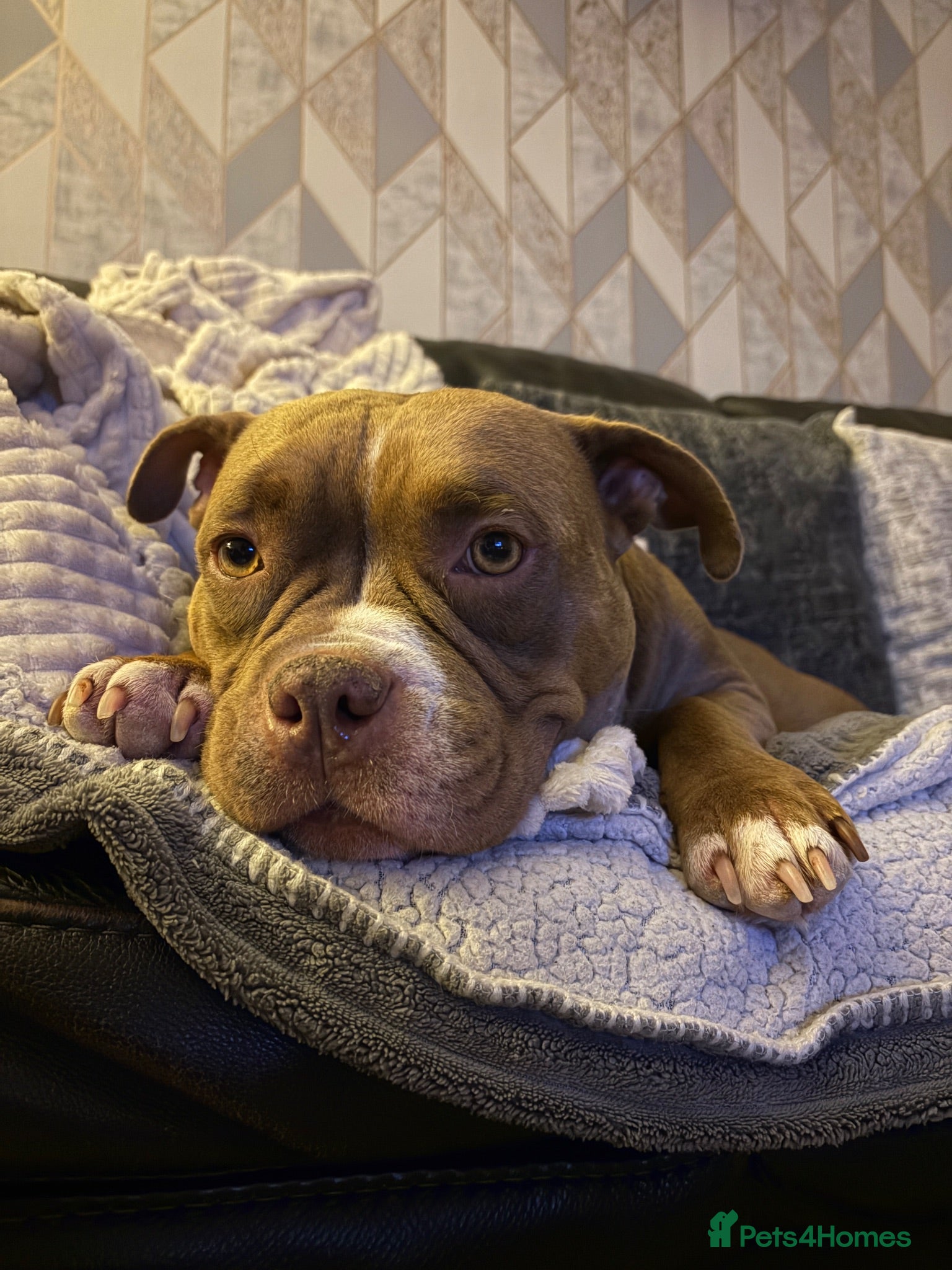 American Bully dogs Loving pocket bully for re home. - Advert 3