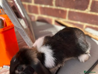 Rex rabbits - Advert 3