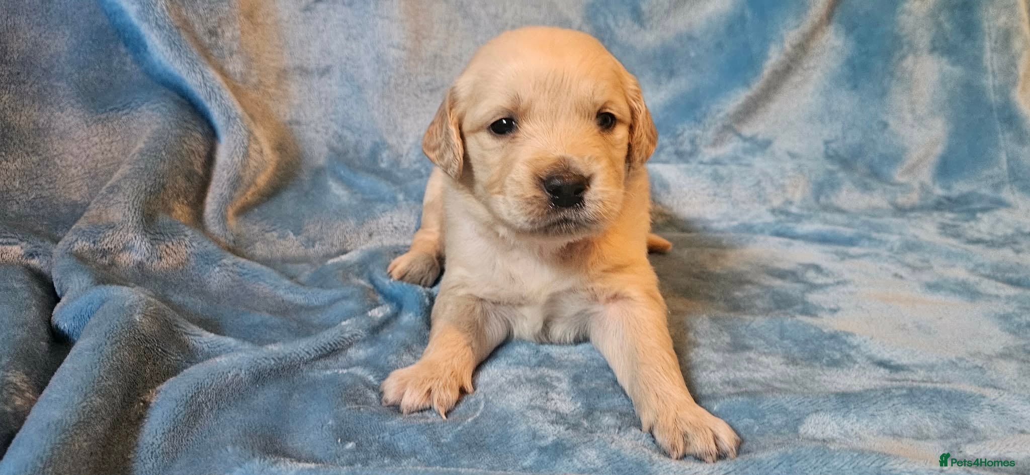 Golden Retriever dogs KC Registered Show Line Golden Retriever Puppies - Advert 2