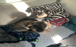 Dachshund dogs for sale: Teckel Dachshund for rehoming - Advert 3