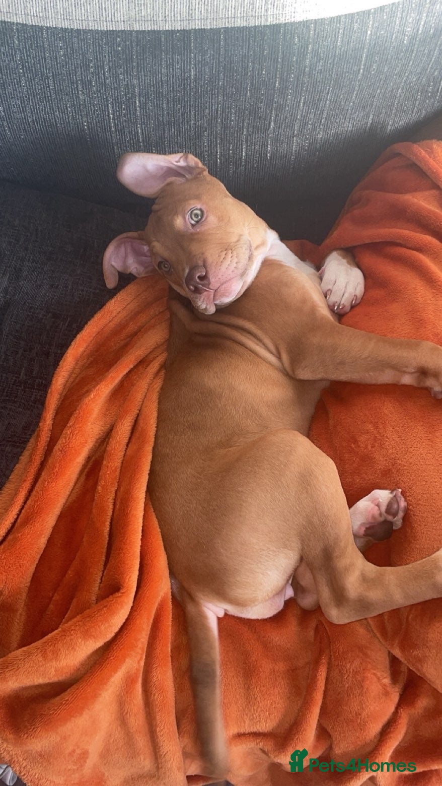 Mixed Breed dogs American bully x American bulldog For sale  - Advert 18