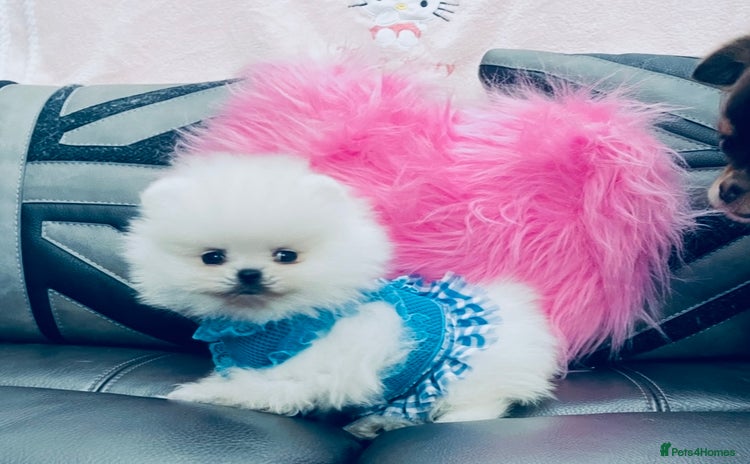 Pomeranian dogs - Advert 5