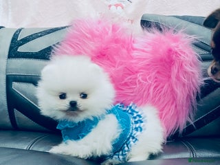 Pomeranian dogs - Advert 3