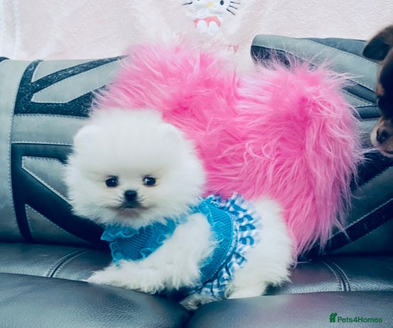 Pomeranian dogs - Advert 5