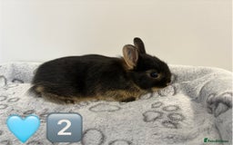 Netherland Dwarf rabbits for sale: 14 x Netherland Dwarf Bunnies 🐰🏡 🥰  - Image 5