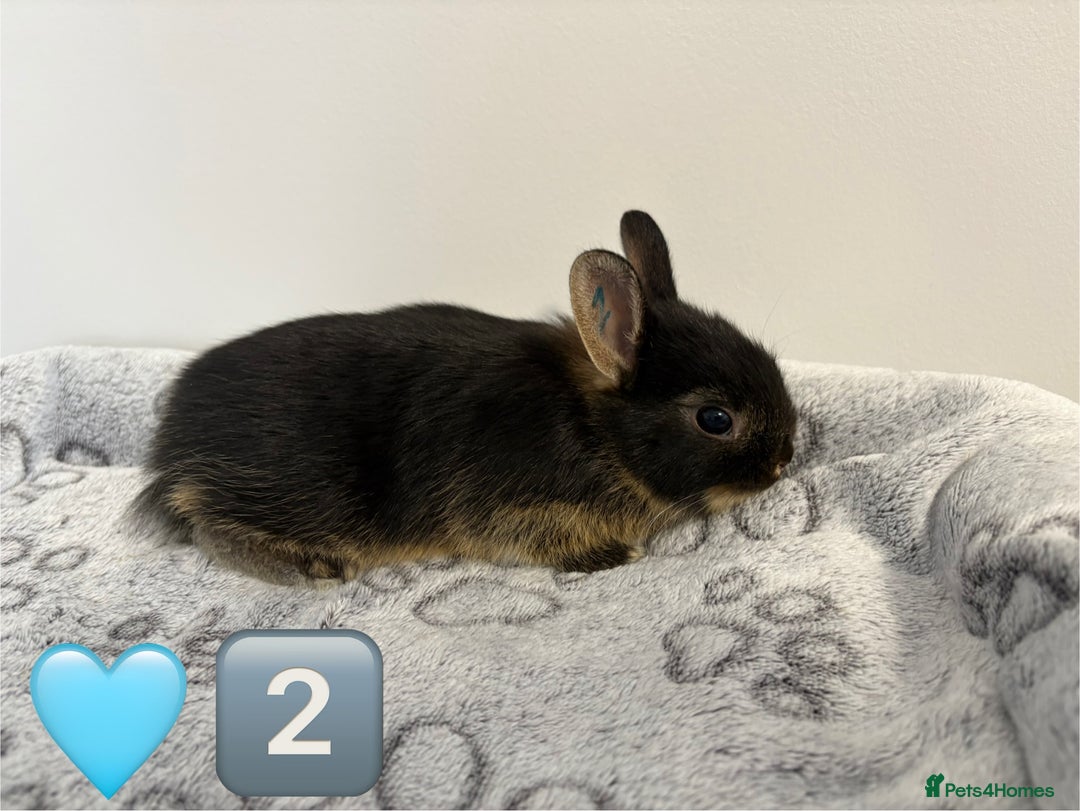 Netherland Dwarf rabbits for sale: 14 x Netherland Dwarf Bunnies 🐰🏡 🥰  - Image 5