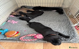 Cane Corso dogs for sale: Cane corso x pups - Image 15