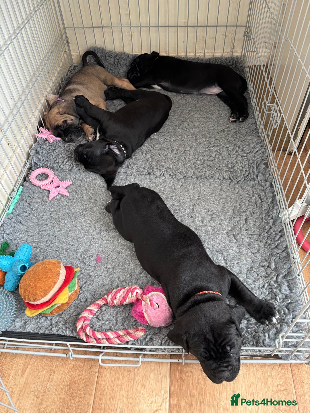 Cane Corso dogs for sale: Cane corso x pups - Image 15