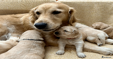 Golden Retriever dogs - Advert 10