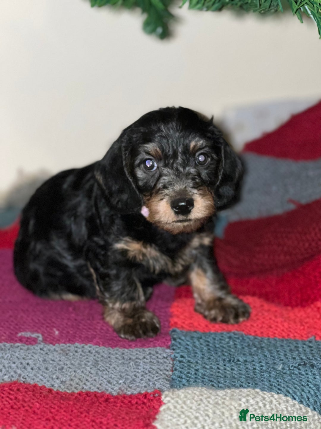 Dachshund dogs for sale: 4 pups for sale  - Advert 11