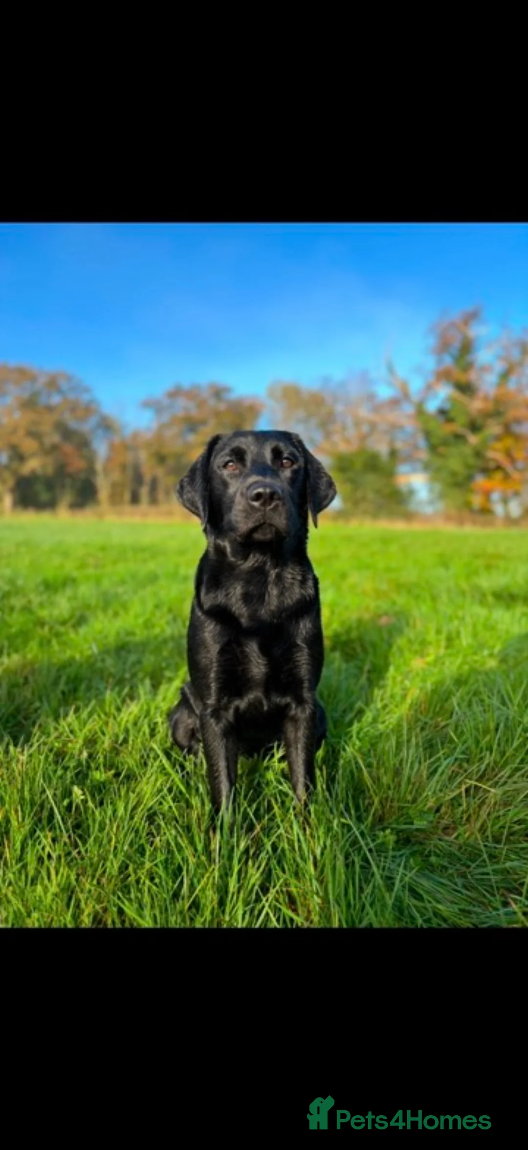 Labrador Retriever dogs for sale: Beautiful litter of Labrador puppies for sale - Advert 25