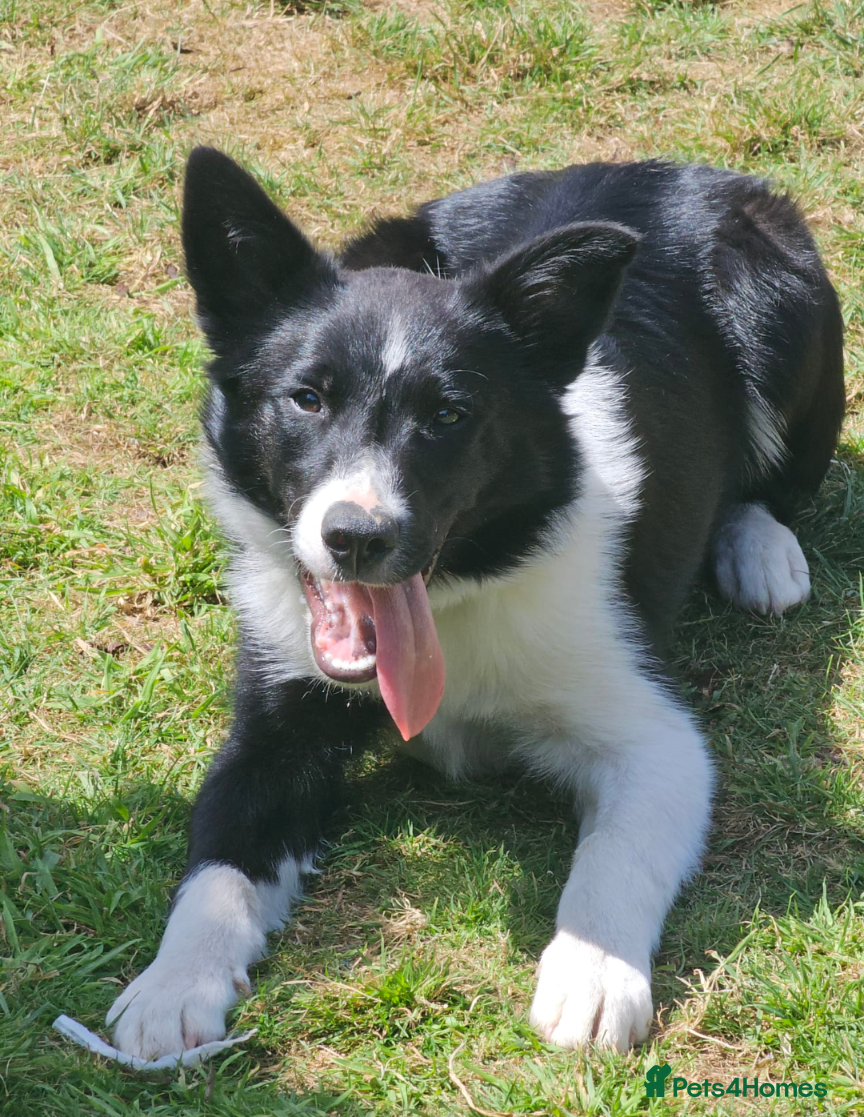 Border Collie dogs Lovable family puppy boarder Collie called Hugo a  - Advert 12