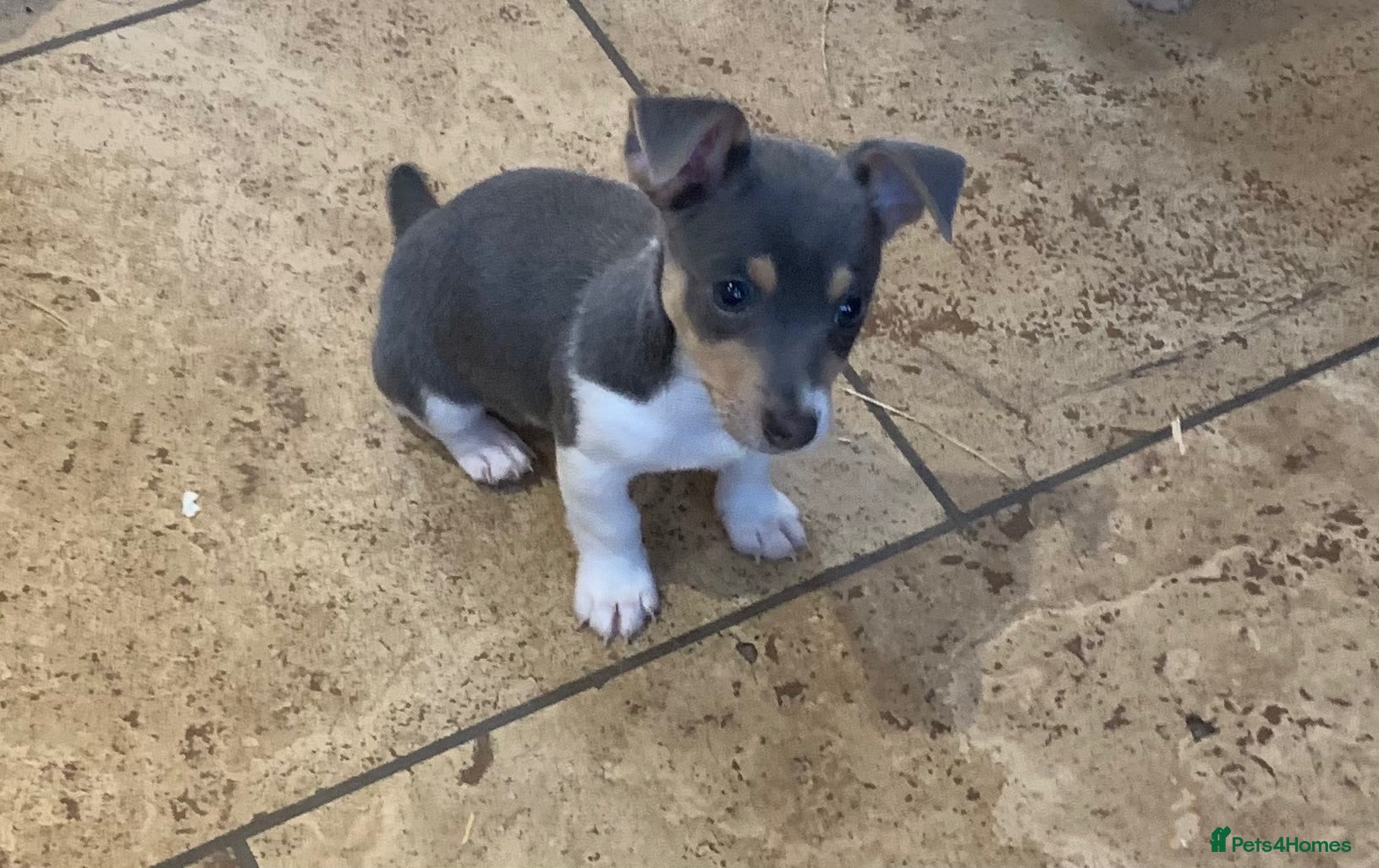 Jack Russell dogs Fabulous Miniature Jack Russell puppies  - Advert 1