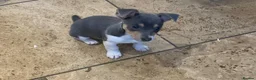 Jack Russell dogs for sale: Fabulous Miniature Jack Russell puppies  - Advert 1