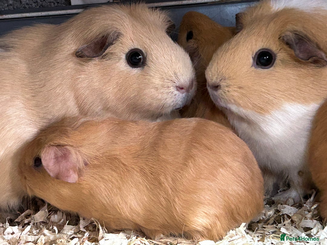 Guinea Pig rodents for sale: Guinea Pig Boar Pups - Image 3