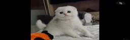 Scottish Fold cats for sale: Beautiful TICA-Registered Scottish Fold Kittens - Advert 5