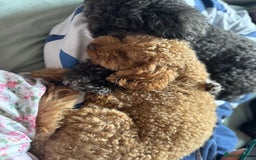 Cavapoo dogs for adoption: RALPH & TEDDY - 2 Superb Boys for a Loving Home - Image 1