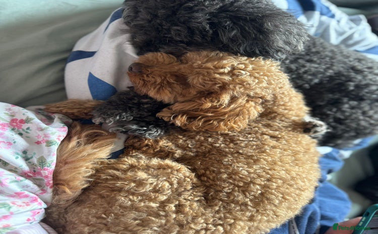 Cavapoo dogs - Advert 1