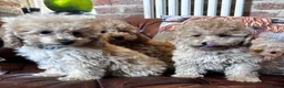 Miniature Poodle dogs for sale: FOUR BEAUTIFUL APRICOT MINIATURE POODLE PUPPIES - Advert 16