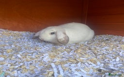 English Lop rabbits for sale:  rabbit plus hutch - Image 8
