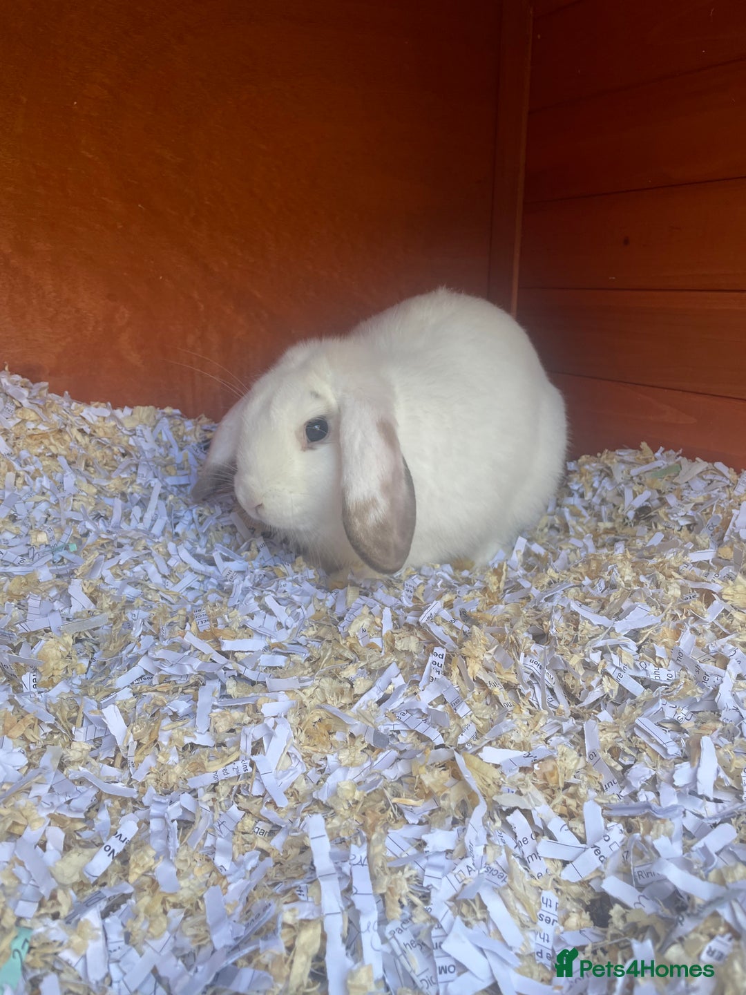English Lop rabbits for sale:  rabbit plus hutch - Image 8