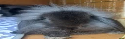 Mini Lion Lop rabbits for sale: Mini Lion Lop baby bunnies For Sale - Advert 14