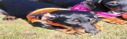 Dachshund dogs for sale: Little dictator Nelly - Advert 4