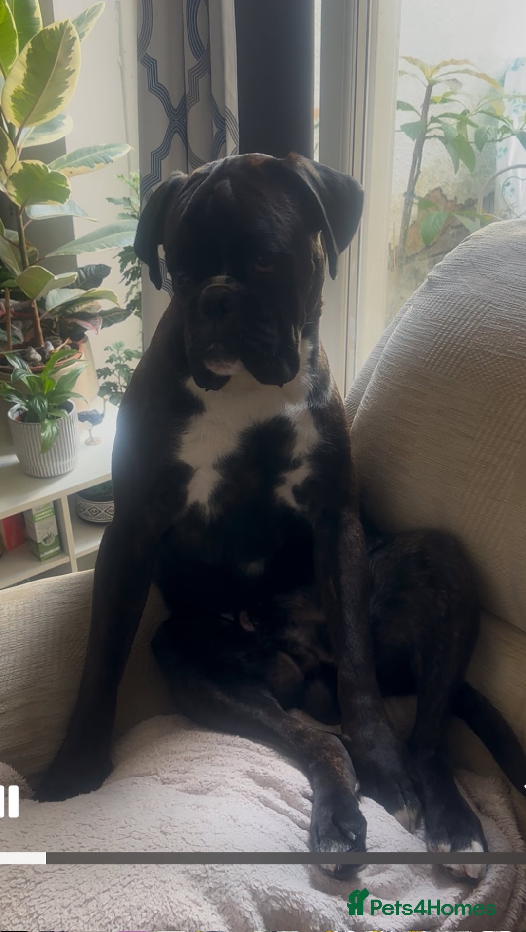 Boxer dogs for stud: Bóxer  - Advert 3