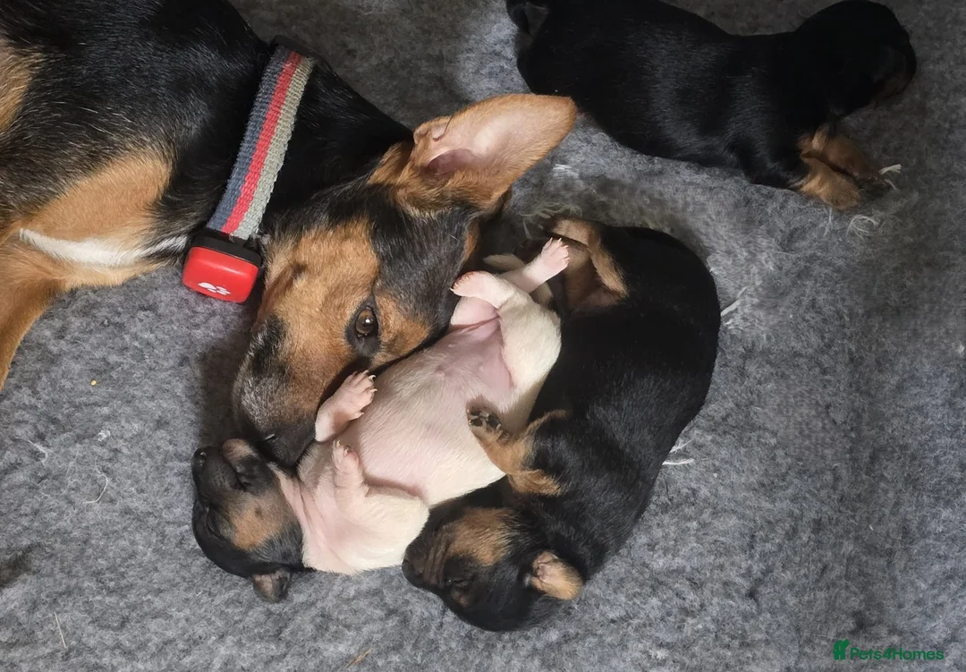 Jack Russell dogs for sale: Black & Tan & Tri-colour Jack Russell Terriers - Advert 2