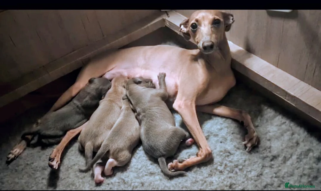 Italian Greyhound dogs for sale: Italian Greyhounds Raised in Loving Home - Advert 1