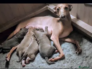 Italian Greyhound dogs Italian Greyhounds Raised in Loving Home - Advert 3