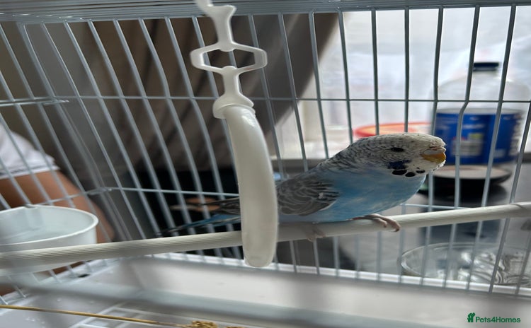 Budgerigars birds - Advert 3