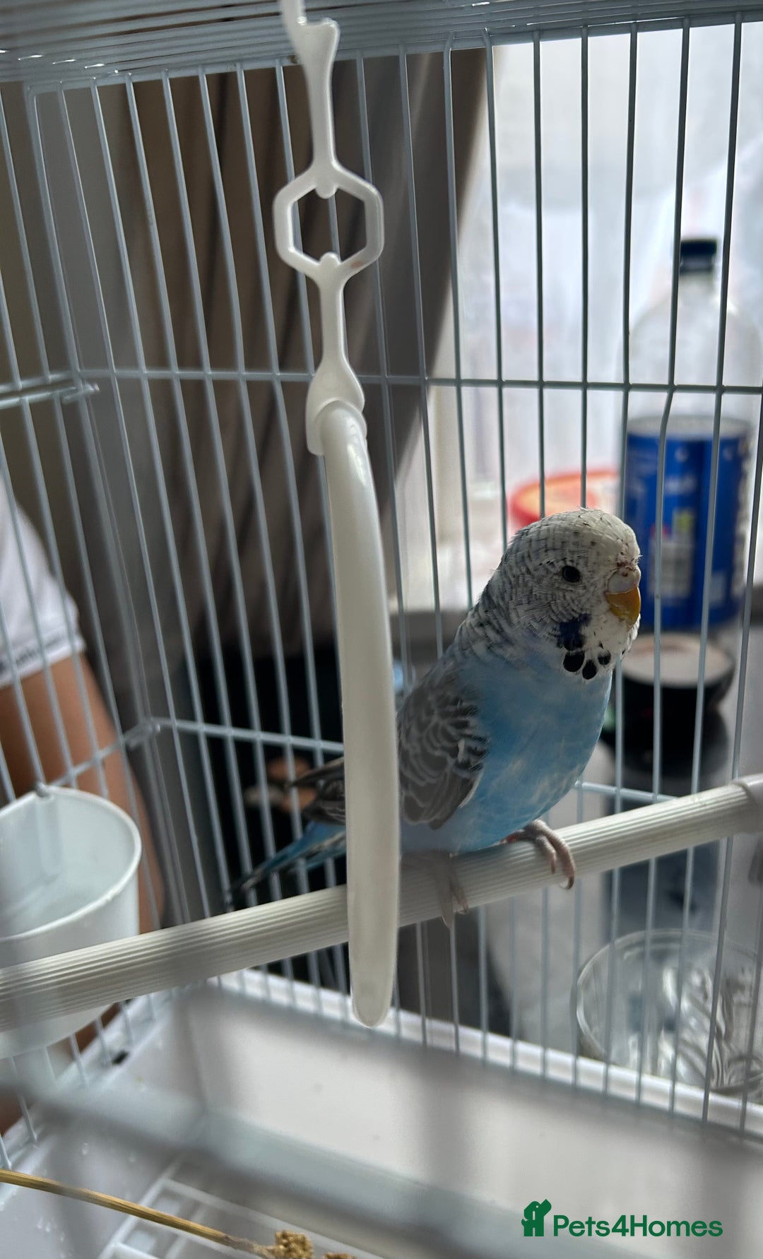 Budgerigars birds for sale: Budgie - Image 1