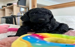 Cockapoo dogs for sale: Adorable Cockapoo puppies waiting for You!  - Image 6