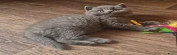 British Shorthair cats for sale: Tica reg British SH LH kittens Champion lines - Advert 9