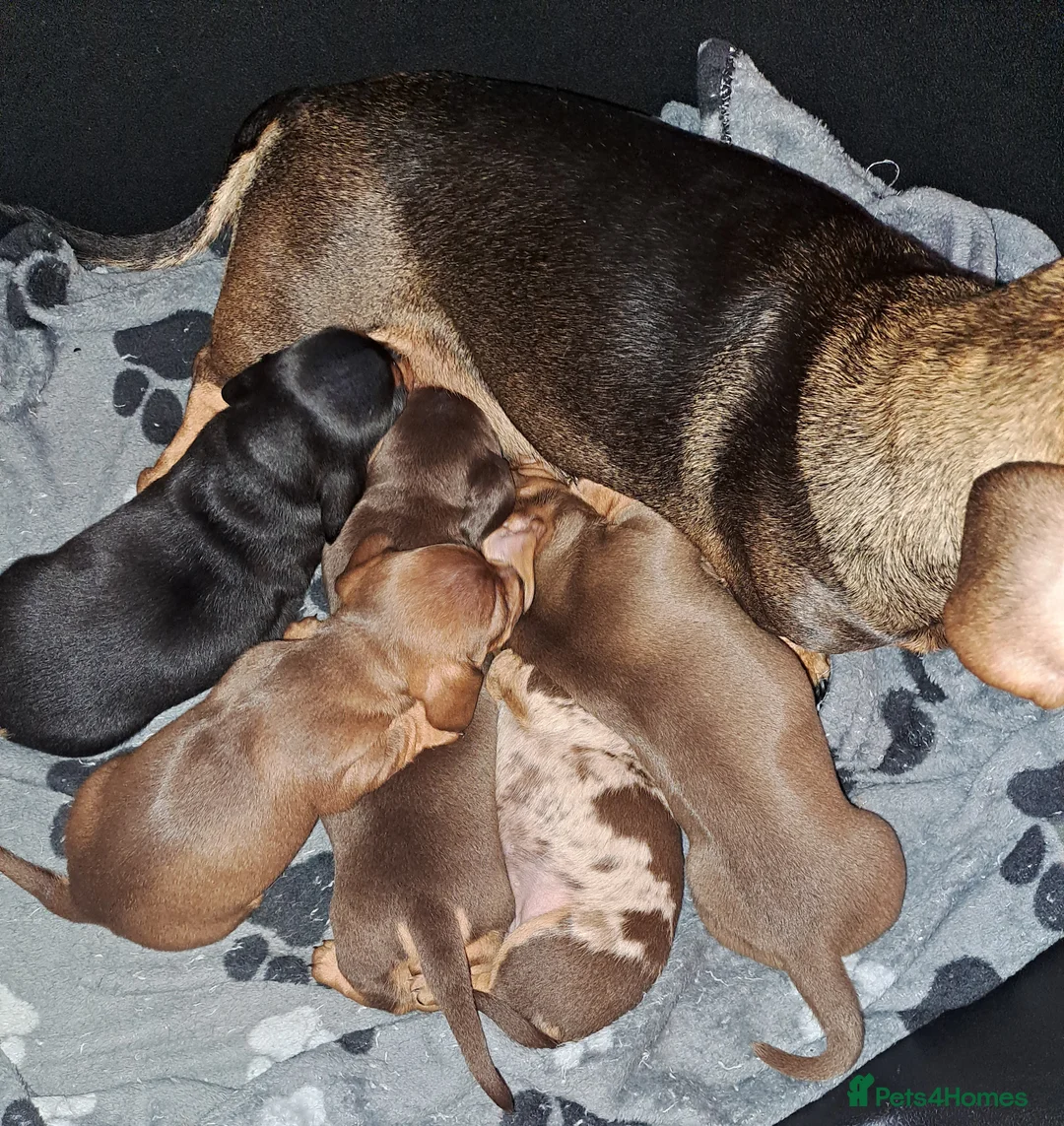 Miniature Dachshund dogs for stud: KC Dash PRA clear STUD DNA in pictures  in Ramsgate - Advert 19