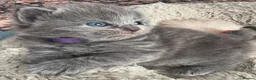 British Shorthair cats for sale: A cat from a Ragdoll mother   - Advert 2