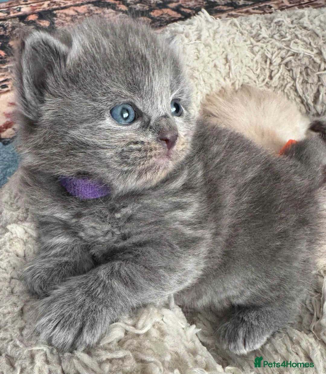 British Shorthair cats for sale: A cat from a Ragdoll mother   - Advert 2